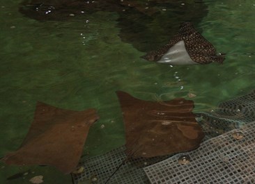 CUSTOM Tile Installation System Swims with the Sharks