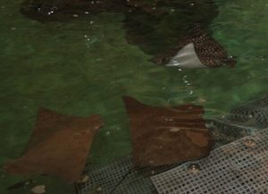 CUSTOM Tile Installation System Swims with the Sharks